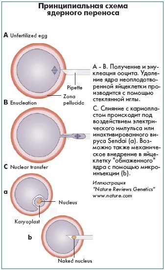 Реферат: Клонирование человеческого эмбриона