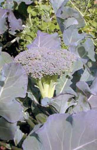 ��� ���� ��� � ������ ��� �����