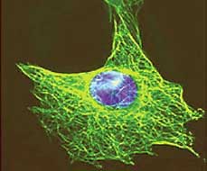 ������� ������ ����� ����������� ������