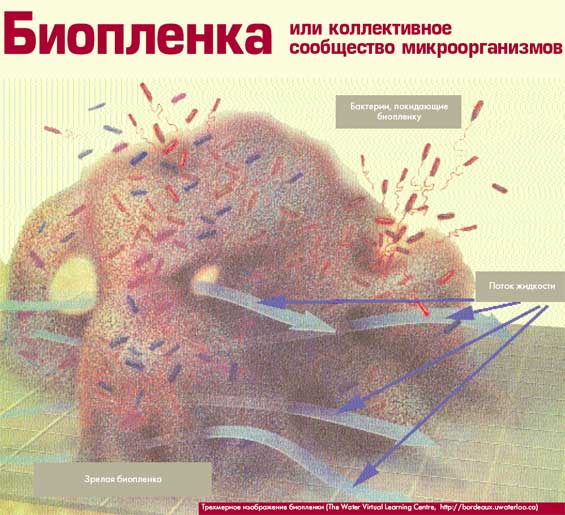 Биопленка или коллективное сообщество микроорганизмов