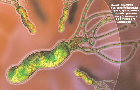 Трехмерная модель Helicobacter pylori