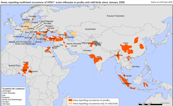 ̳    H5N1  2006 